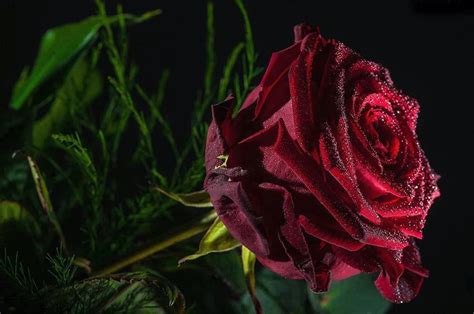 Find your perfect wallpaper with wallpaper direct. Rose Day 7th february ~ Allfreshwallpaper