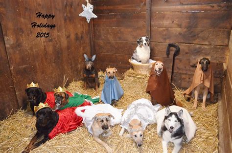 Dog Nativity Christmas Pet Resort Dog Boarding Kennels Christmas Dog