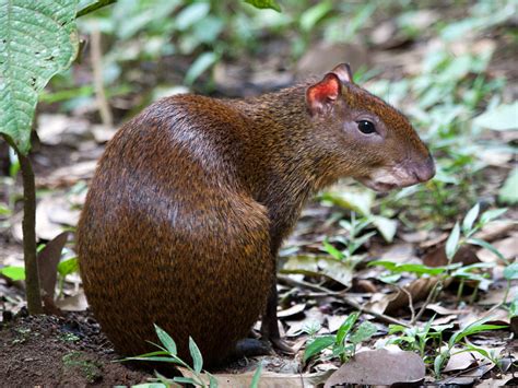 Central American Agouti Costa Rica Mammals · Inaturalist