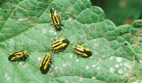 Fourlined Plant Bug Poecilocapsus Lineatus Fabricius Adults