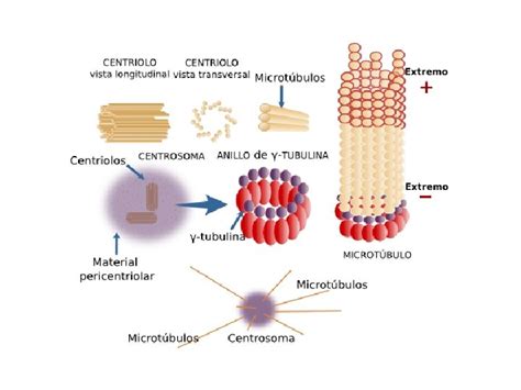 Tema 10 Hialoplasma Citoesqueleto Y Orgnulos No Membranosos