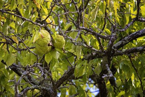 Friend Or Foe What To Know About Osage Orange Trees