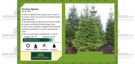 Norway Spruce Knowledgebase Johnsons Nursery