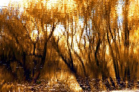 Wallpaper Sunlight Trees Forest Nature Reflection Winter Branch