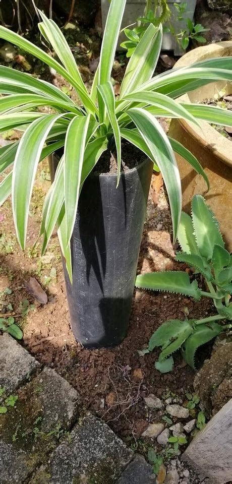Cara menanam pohon bidara atau ziziphus mauritiana merupakan salah satu pohon yang berasal dari negara china. Leceh Kerja Beli Pasu Je, Cara Jimat Tanam Pokok Guna PVC ...