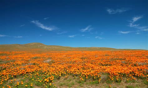 Antelope Valley California Poppy Reserve In Lancaster — Conejo Valley