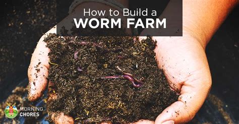 How To Build A Worm Farm At Home And Monetize It For Profit