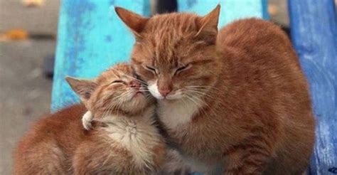 Cats And Kittens On Instagram 20th July 2016 We Love Cats And Kittens