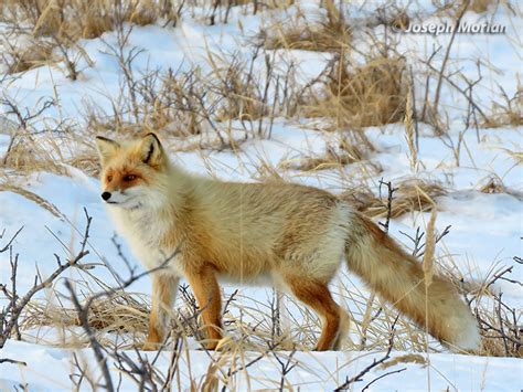 Red Fox Vulpes Vulpes Schrencki Mammal Watching