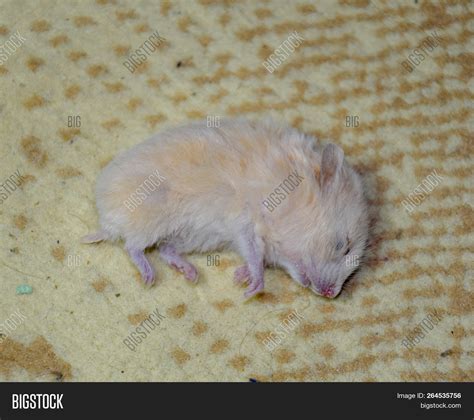 Dead Hamster Lying On Image And Photo Free Trial Bigstock