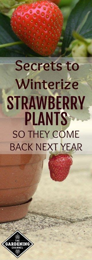 Growing Strawberries In Containers Growing Raspberries Growing Fruit