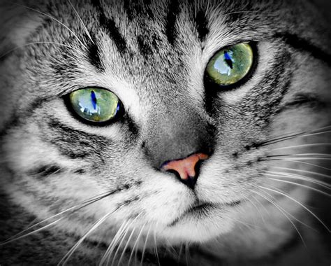 Green Eyed Cat Hd Wallpaper Background Image 2000x1605 Id991928