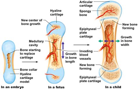 Correctly label the following anatomical parts of.,bone classification anatomy & physiology,human skeleton skeletal system function, human bones,femur definition, function, diagram, & facts and more. Long Bone Diagram Growth Plate - Anatomy Gross Anatomy ...