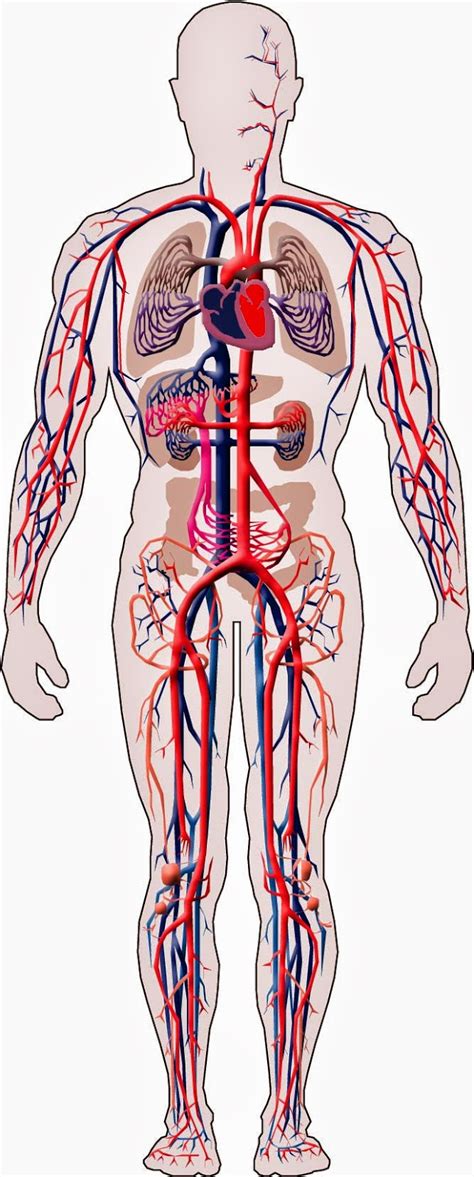 Sistema Circulatório Sanguíneo Hz79 Ivango