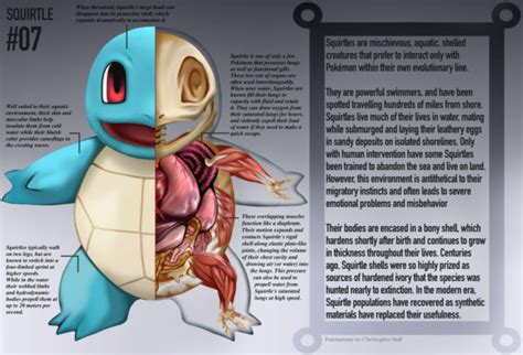Pokénatomy Anatomies Of Pokémon Pokedex News