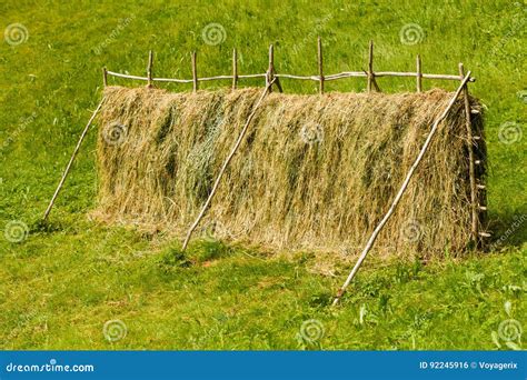 Drying Grass Hay Straws On Wooden Fence Stock Photo Image Of Village