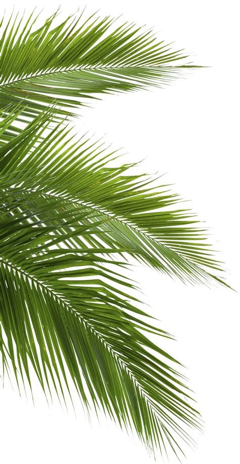 Ветка пальмы ПНГ на Прозрачном Фоне Скачать PNG Ветка пальмы
