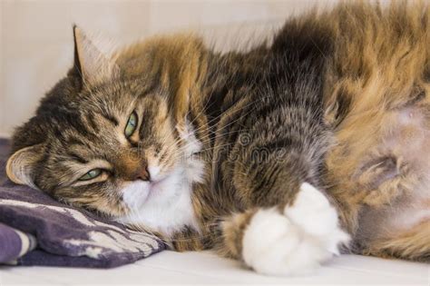 cute brown white tabby female of siberian cat in relax time stock image image of beautiful