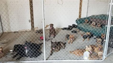 37 Dogs Rescued From Weiser Idaho Hoarder Idaho Statesman