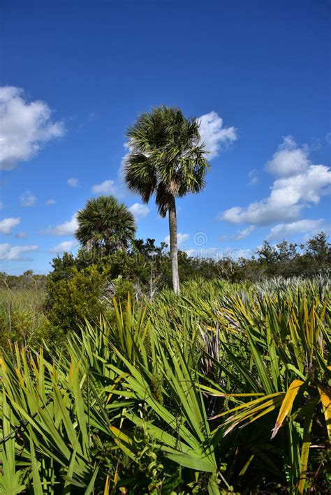 Sabal Palm Tree Stock Photo Image 61102188