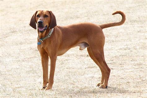 Coonhound Breed Information Health Appearance Personality And Cost