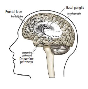 Understanding the financial brain: the goal of neuroeconomics
