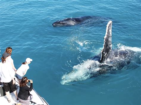 PERTH WHALE WATCHING | Whale Watch Western Australia Tours