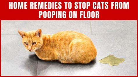 Easy Home Remedies To Stop Cats From Pooping On Floor Cute Litter Box