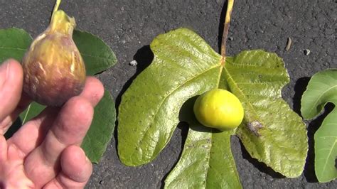 How To Identify Fig Varieties Youtube
