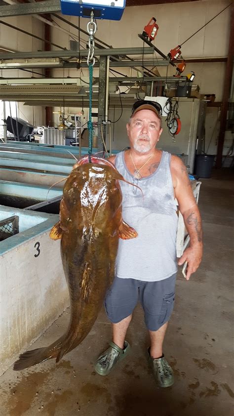 Fwc Certifies New State Record Flathead Catfish Caught In The Yellow