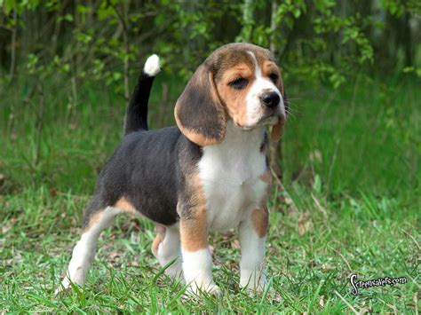 Beagle Breed Guide Learn About The Beagle