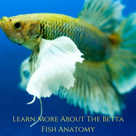Betta Fish Anatomy Important Facts You Need To Know About Betta Fish Tanks Betta Fish