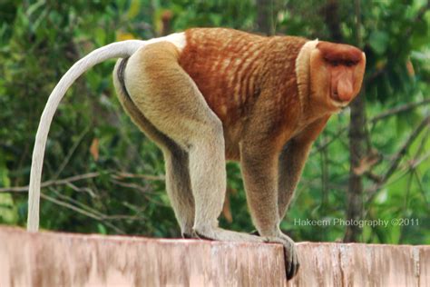 Animals Know Bekantan Si Hidung Panjang Asli Kalimantan