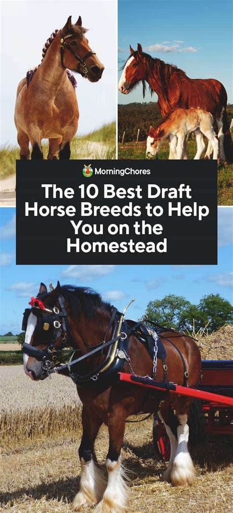 Draft Horse Breeds List