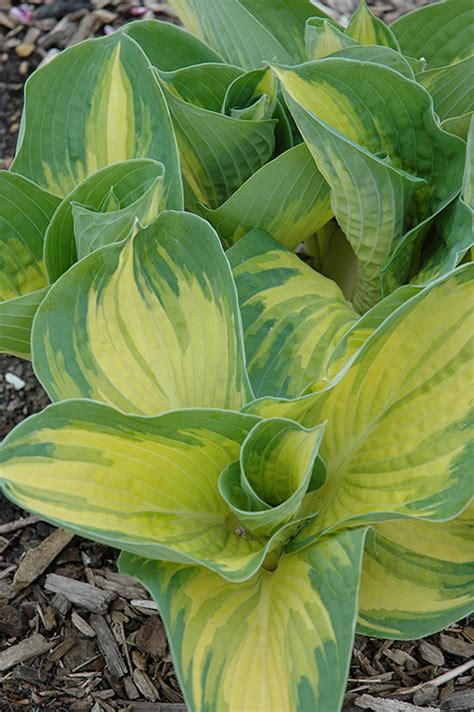 Great Expectations Hosta Hosta Great Expectations In Wilmette