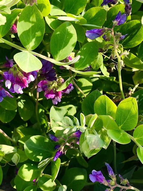 Helen A Lockey Wild Beach Peas Plants And Their Culinary Challenges