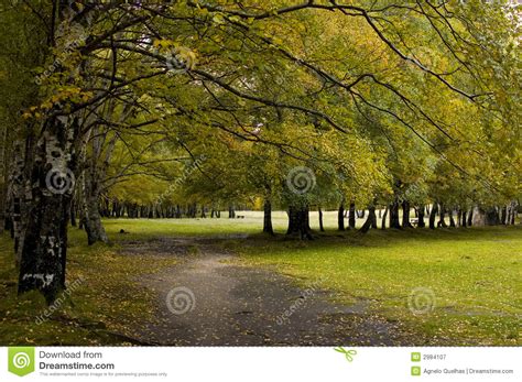 Paradise Forest Stock Image Image Of Lanscape Autumn 2984107