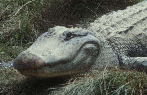 Alligators Internet Center For Wildlife Damage Management