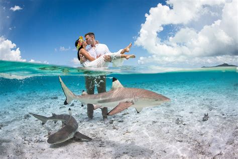 Photoshoot With Black Tip Sharks In Bora Bora