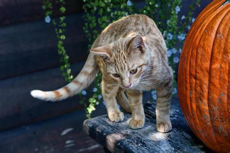 October Kitten 2 Photograph By Nikolyn Mcdonald Fine Art America