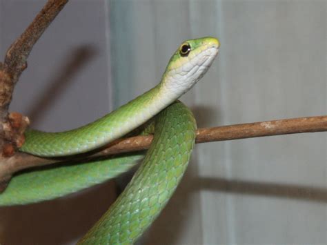 Filerough Green Snake 0589 Wikimedia Commons