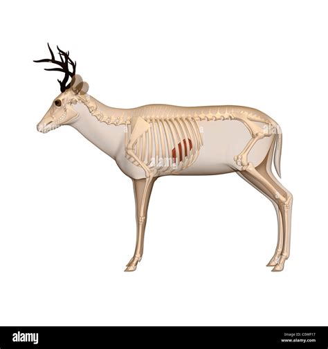 Deer Anatomy Liver Skeleton Transparent Body Stock Photo Alamy