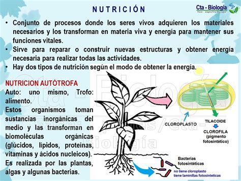 Biología Didáctica Nsc 4° Bio Nutrición Autótrofa