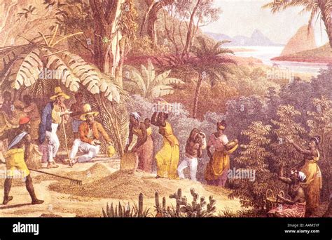 Black Slaves At Coffee Plantation Brazil Xix Century Reproduction Of