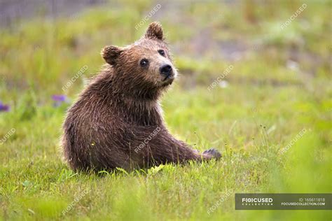 Brown Bear Cub At Lake Clarke — Kodiak Brown Bear Camera Stock Photo
