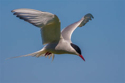 Arctic Tern Arctic Tern On The Inner Farne Island Tony Flickr