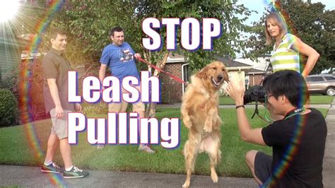 How To Train Your Dog Not To Pull On The Leash Stop Chasing Or Lunging