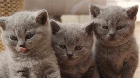 Find british shorthairs kittens & cats for sale uk at the uk's largest independent free classifieds site. Brits Korthaar Kittens - YouTube