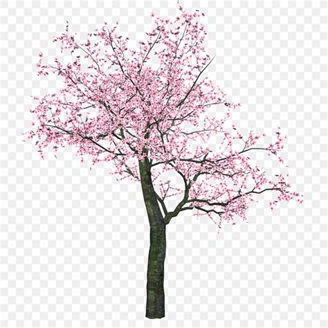 Cherry Blossom Clip Art Tree Png 2500x2500px Cherry