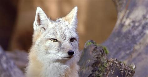 Vulpes The Evolution Of Foxes Vulpes Corsac The Corsac Fox